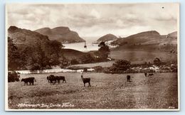 POSTCARD WATERMOUTH BAY COMBE MARTIN 3710 CATTLE RURAL SCENE COWS BW SENT TO WITHINGTON MANCHESTER - Ilfracombe