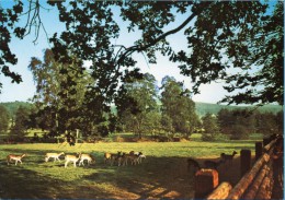 Bad Salzuflen - Wildgehege Im Landschaftsgarten - Bad Salzuflen