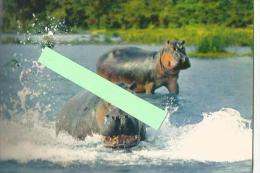 St000248 Faune Africaine , Hippopotame - Flusspferde
