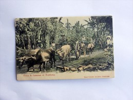 Carte Postale Ancienne : HONDURAS : Finca De Bananos En Honduras - Honduras