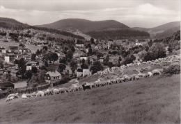 AK Klingenthal - Sachsen - Panorama - Schafherde  (15541) - Klingenthal