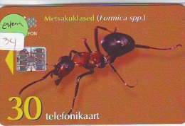 Ant Fourmi Mier Ameise - Insect (34) - Andere & Zonder Classificatie