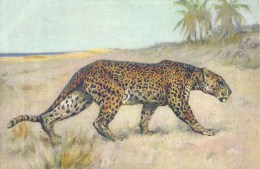 Animaux - Lion Dans La Savane - Tijgers