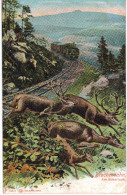 Carte Postale Ancienne D´ALLEMAGNE - BROCKENBAHN AM ECKERLOCH - Schierke