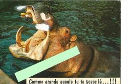St000249 Humoristique Hippopotame Comme Grande Gueule Tu Te Pose Là ! - Hippopotames