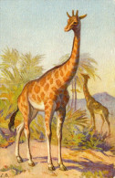 CARTE POSTALE  (Non Circulée)   VISUEL  Girafes  Giraffe - Giraffe