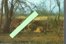 Delcampe - St000252 Couple De Lions , - Leeuwen