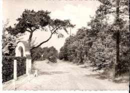 KEERBERGEN (3140) : Promenade Dans Les Bois. Wandeling In De Bossen. CPSM Dentelée. - Keerbergen