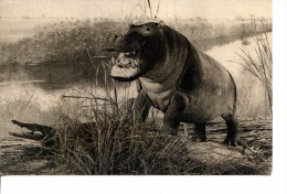 Hippopotame Amphibie - Diorama Du Soudan  Anglo-Egyptien * Jardin Des Plantes - Paris * Belle CPA D'un Album - Nijlpaarden