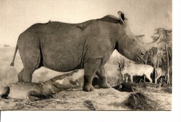 Rhinocéros Du Burchell Dit "Blanc" - Diorama Du Soudan Anglo-Egyptie * Jardin Des Plantes - Paris * Belle CPA D'un Album - Rhinozeros