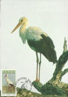 Venda 1984 Migratory Birds,Ciconia,Maximum Card - Venda
