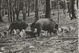 Nassogne  -  Parc A Gibier,  1969  Naar Hainaut - Nassogne