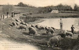 CPA- Environs De SAINT-SAUVEUR (89) - MOUTIERS - Moutons Et Pâturages Aux Bords De L'Etang - Saint Sauveur En Puisaye