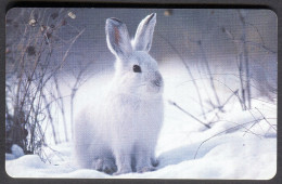 Germany - Phonecard - Animals - Rabbits - Used - Conejos