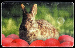 Romania - Phonecard - Animals - Rabbits - Used - Lapins