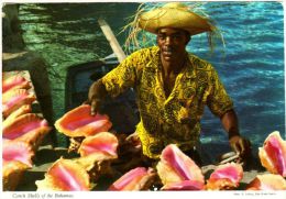 Conch Shells Of The Bahamas - Nassau