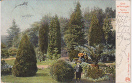 1903   Bad Wildungen   " Partie Im Kurtpark " - Waldeck