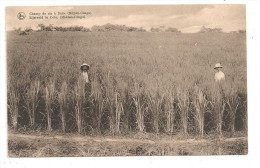 Champ De Riz à Dolo-Moyen Congo (6695) - Altri & Non Classificati