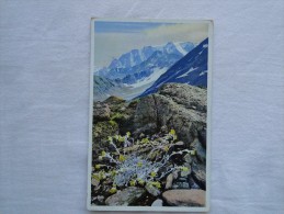 Artemisia Mutellina (Edelraute) Walliser Alpen   A13 - Autres & Non Classés