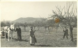 63 - COLLANGES - Carte Photo - ** Attelage - Pulvérisation Des Arbres Fruitiers ** - Voir 2 Scans. - Fencing