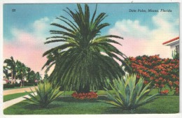 Date Palm, Miami, Forida - Palmier - Bäume