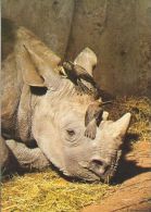 RHINOCEROS  Postcard Unused   ( Z 235 ) - Neushoorn