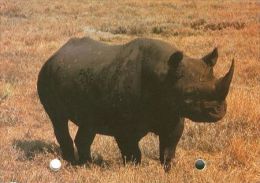 RHINOCEROS  Postcard Unused   ( Z 236 ) - Rhinoceros