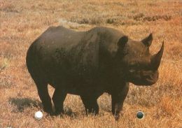 RHINOCEROS  Postcard Unused   ( Z 236 ) - Neushoorn