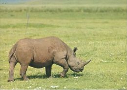 RHINOCEROS  Postcard Unused   ( Z 238 ) - Rhinocéros