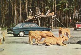 Delcampe - LION  Postcard Unused   ( Z 270 ) - Leeuwen