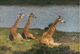 GIRAFFES  Postcard Unused   ( Z 348 ) - Tijgers