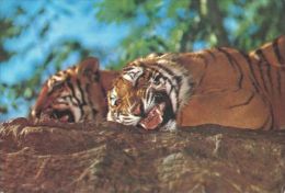 TIGERS  Postcard Used   ( Z 398 ) - Tiger