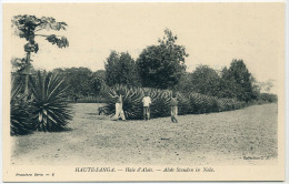 #3937 - Centrafrique Haute-Sangha - Haie D'aloès / Aloes Stauden In Nola (agaves) - Centraal-Afrikaanse Republiek