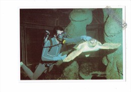 Tortue Careta Avec Plongeur - Aquarium LA ROCHELLE - - Tortues