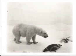CPM Ours Polaire - Polar Bear 1976 - Photo Hiroshi Sugimoto - Phoque, Banquise - Bears