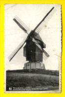 CHAT SAUVAGE MOULIN à VENT : ELLEZELLES  - Windmolen Molen Mill Muhle    U23 - Ellezelles