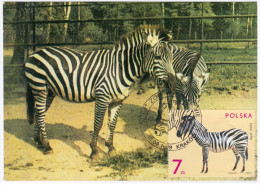 Poland Polska 1979 Fauna Zebra Horse Horses, Canceled In Krakow Zoo Animal Animals - Maximum Cards