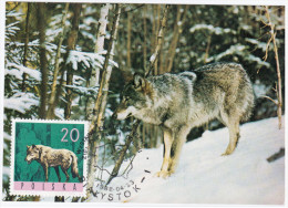 Poland 1988 Gray Wolf Dog Dogs Fauna, Canceled In Bialystok Animal - Cartes Maximum