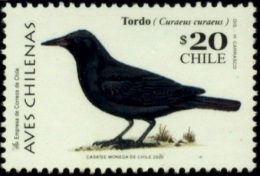 BIRDS-AUSTRAL BLACKBIRD-CHILE-1998-MNH-B4-405 - Piciformes (pájaros Carpinteros)