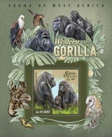 Sierra Leone. 2015 Gorillas. (011c) - Gorilla