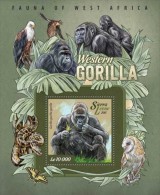 Sierra Leone. 2015 Gorillas. (011b) - Gorilles