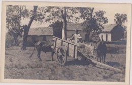 MADAGASCAR,MADAGASIKARA,MALAGASY,ile,sud équateur,ex Colonie Française,TANANARIVE,carte Photo,malgache,paysan - Madagaskar