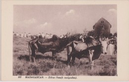 MADAGASCAR,MADAGASIKARA,MALAGASY,ile,sud équateur,ex Colonie Française,PAYSAN,BOEUF - Madagascar