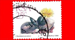 RSA - SUD AFRICA - Usato - 1988 - Cactus - Cheiridopsis Peculiaris - 25 - Used Stamps