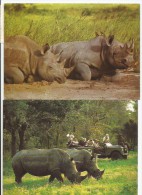 RHINOZEROS Nashorn Rhinoceros 4 Karten - Rhinozeros