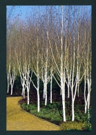 ENGLAND  -  Anglesey Abbey  Silver Birches  Used Postcard As Scans - Other & Unclassified