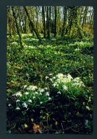 ENGLAND  -  Anglesey Abbey  Snowdrops  Used Postcard As Scans - Other & Unclassified