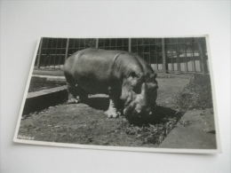 ZOO IPPOPOTAMO NIJLPAARD - Hippopotamuses