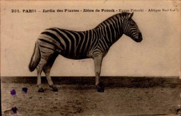 PARIS..JARDIN DES PLANTES..ZEBRE DE POTOCK..CPA - Zebras