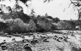 Cpsm Castets-des- Landes Pastorale  L Adoue - Castets